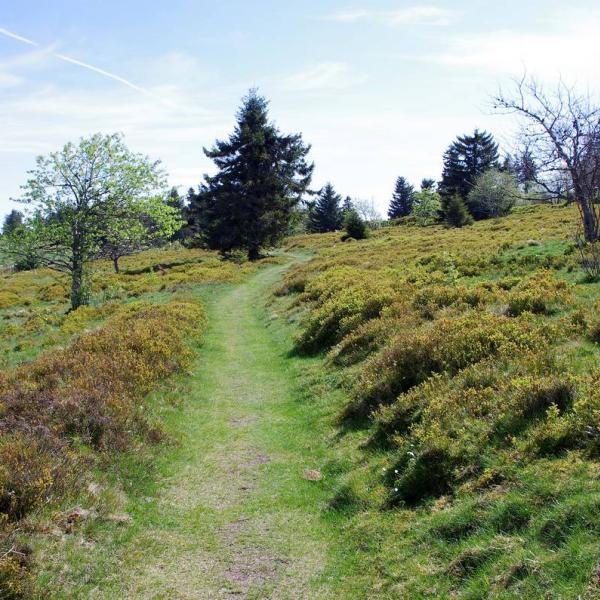 Wandelroute n° 8 : La Chaume des Veaux