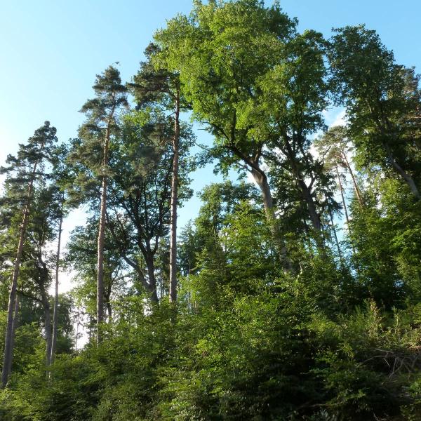 Wandelroute B14: Het dal van Netzenbach