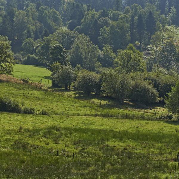 Wandelroute C28: De kersenbomen van Fouday