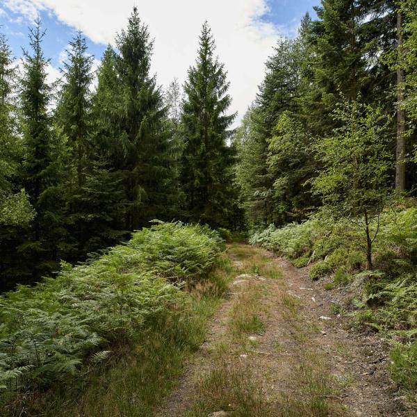 Wandelroute H21 : Rondleiding door de Hoge Bruche Vallei