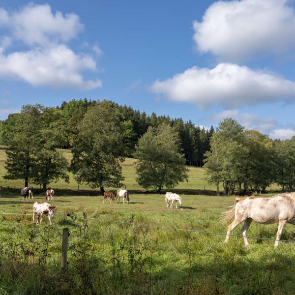 Kinderwagen circuit H02 : De Tour de Bourg