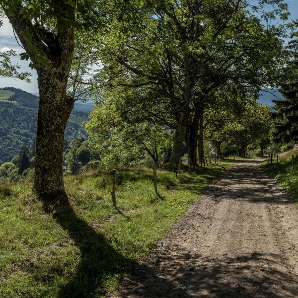 Wandeltour CDF15 : De-rondleiding-van-de-ban-de-la-Roche-door-de-Hauts-Bois